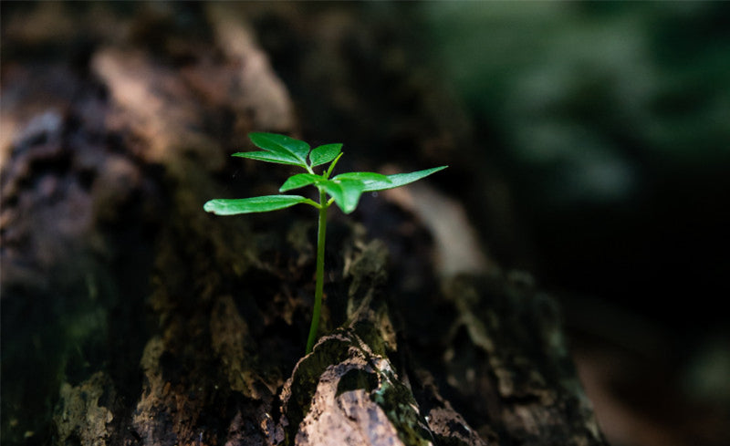 Kleiner grüner Keimling wächst aus einem Stück verwittertem Holz im diffusen Waldlicht – Symbol für Nachhaltigkeit.
